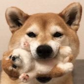 作者头像